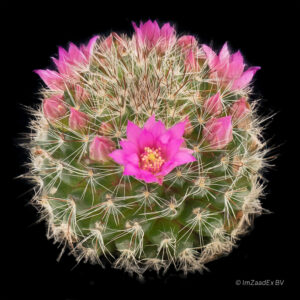 Mammillaria-MARIA-LUISA
