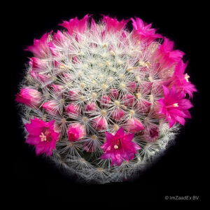 Mammillaria lauii subsp. dasyacantha