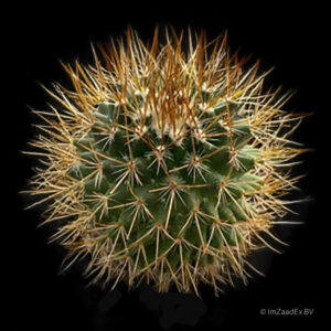 Mammillaria obconella