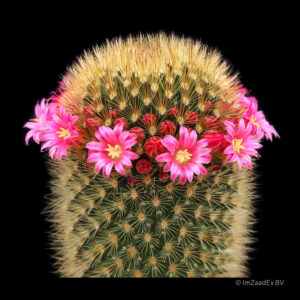 Mammillaria-pilcayensis