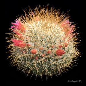 Mammillaria rekoi subsp. leptacantha aureispina