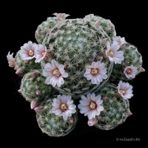 Mammillaria schiedeana subsp. Giselae