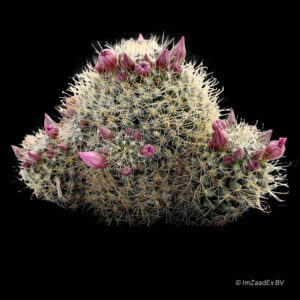 Mammillaria wildii
