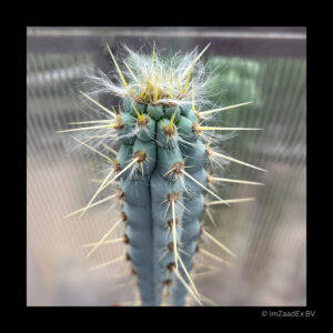 Pilosocereus pentadrophorus