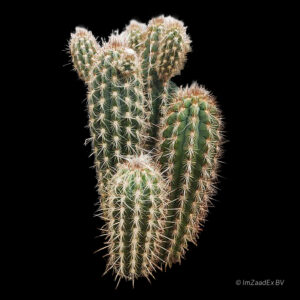 Pilosocereus zethnerii