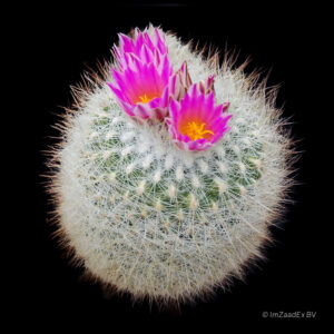 Thelocactus mcdowelli