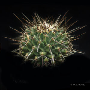 Thelocactus nidulans
