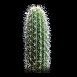 Trichocereus camarguensis