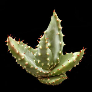 Aloe aculeata white thorns