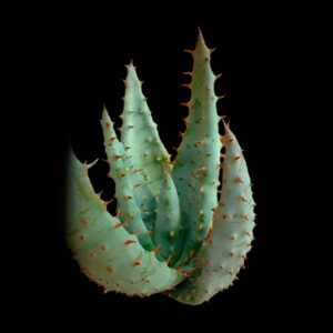 Aloe marlothii