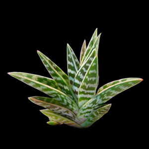 Aloe variegata