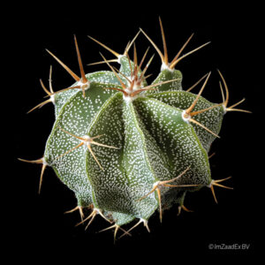 Astrophytum ornatum