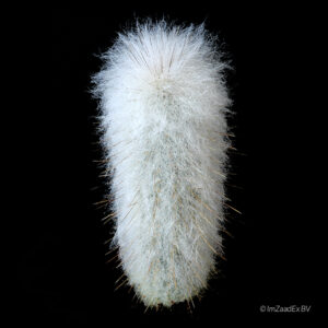 Austrocephalocereus dybowskii