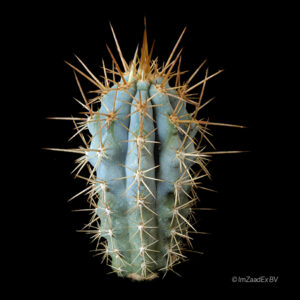 Azureocereus hertlingianus