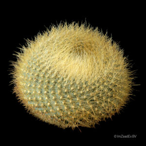 brasilicactus graessnerii