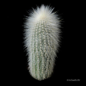 Cleistocactus straussii