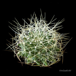 Dolichothele camptotricha