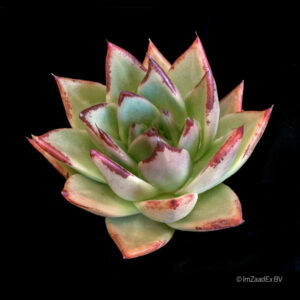 Echeveria agavoides Ebony