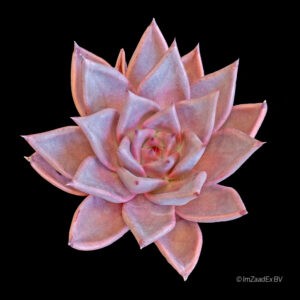 Echeveria agavoides taurus