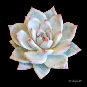 echeveria colorata