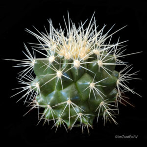 Echinocactus grusonii