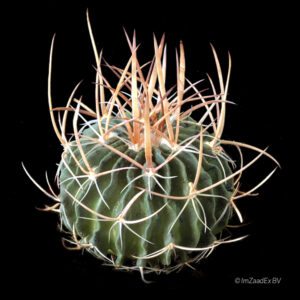 Echinofossulocactus multicostatus