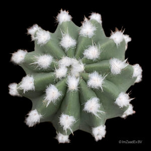 Echinopsis subdenudata