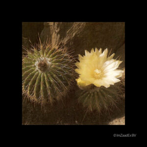 Eriocactus ampliocostatus
