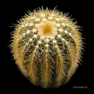 Eriocactus claviceps