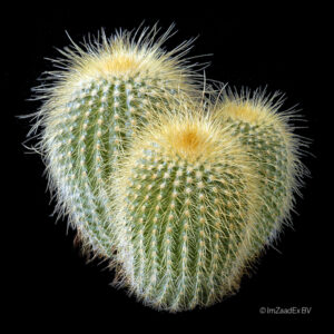 Eriocactus leninghausii