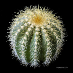 Eriocactus schumanianus