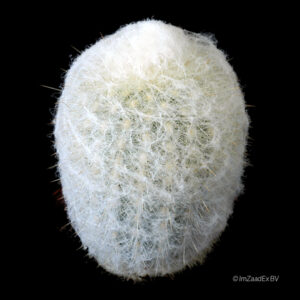 Espostoa melanostele var. inermis