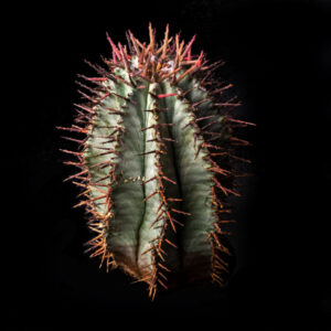 Euphorbia horrida norveldensis