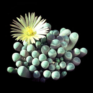 Fenestraria aurantiaca