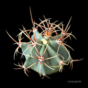 Ferocactus electracanthus
