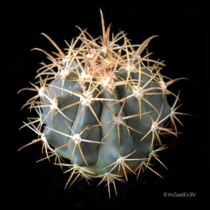 Ferocactus herrerae