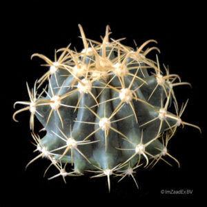 Ferocactus horridus