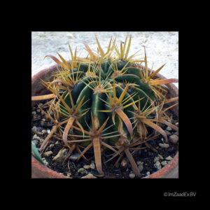 Ferocactus latispinus var. flavispinus