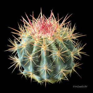 Ferocactus stainesii