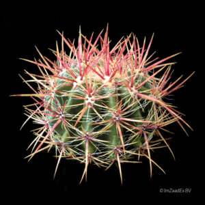 Ferocactus stainesii pilosus