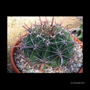 Ferocactus townsendianus