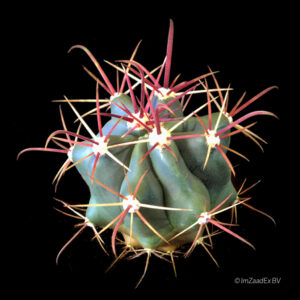Ferocactus wislizenii