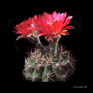Gymnocalycium baldianum