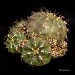 gymnocalycium damsii
