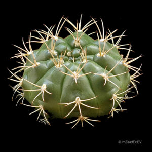 Gymnocalycium eurypleurum