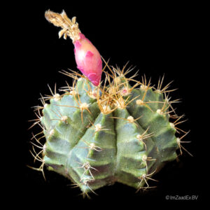 Gymnocalycium mihanovichii form