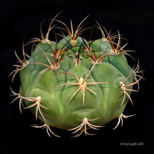 Gymnocalycium pflanzii