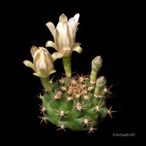 gymnocalycium quehlianum