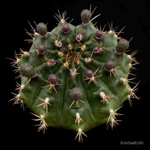 gymnocalycium riojense ssp piltziorum