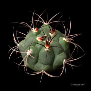 Gymnocalycium saglionis